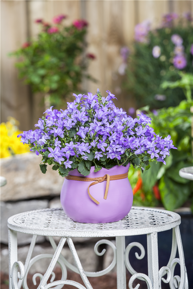 Campanula poscharskyana