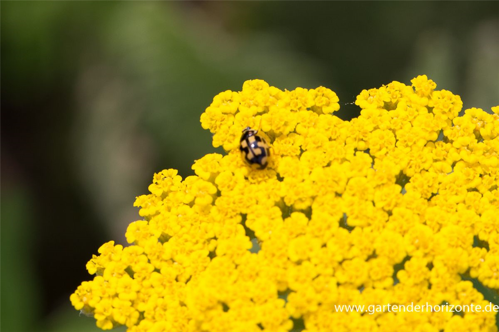 Hohe Garten-Gold-Garbe 'Coronation Gold'