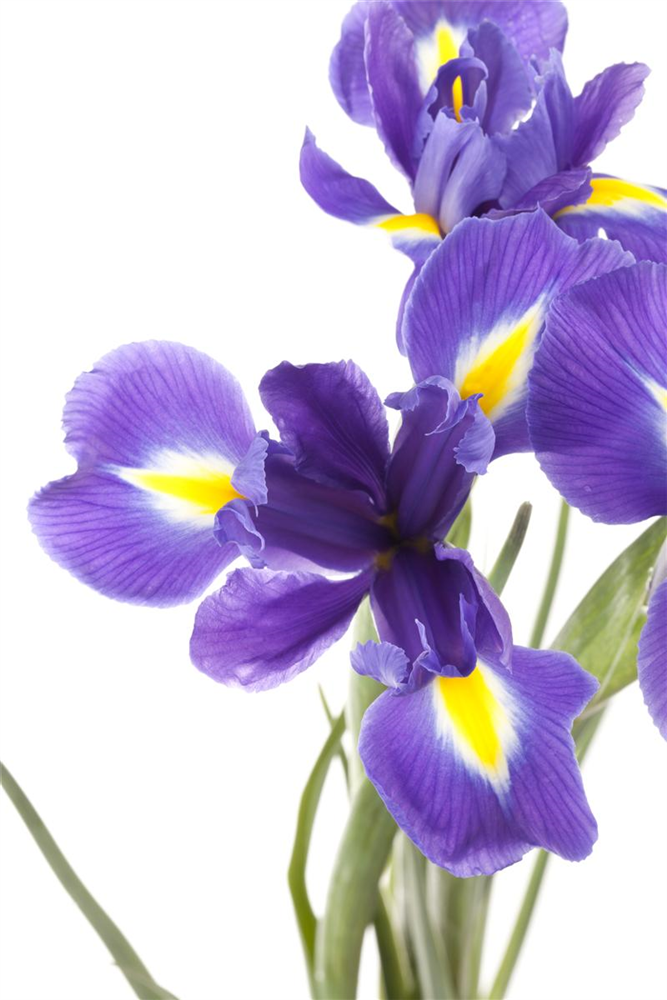 Iris sibirica