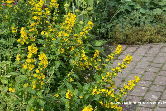 Gepunkteter Gilbweiderich