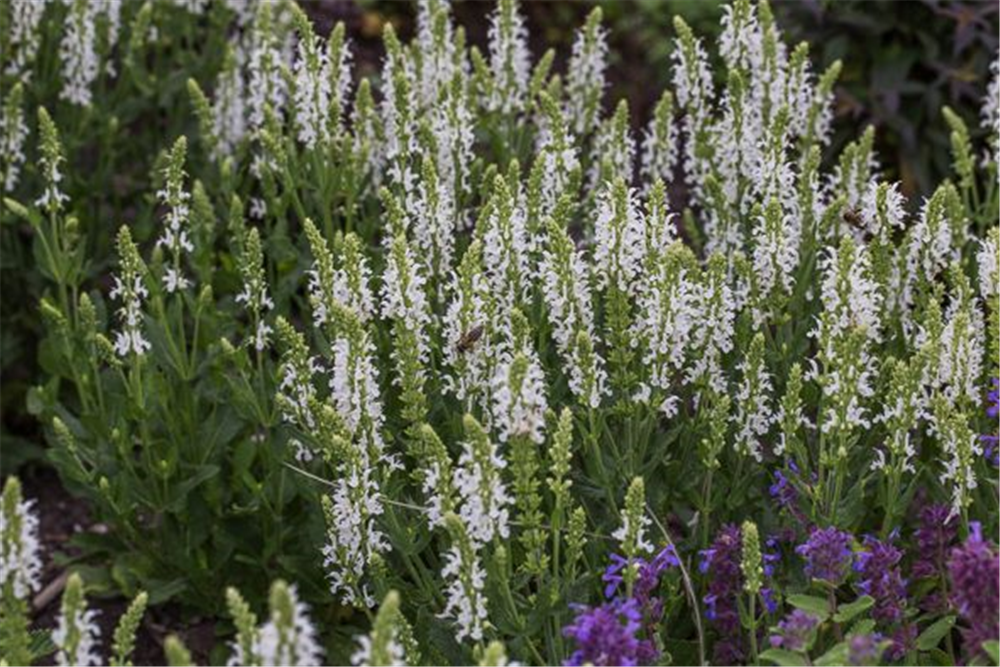 Garten-Blüten-Salbei 'Adrian'