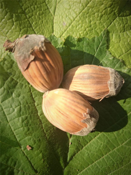 Haselnuss 'Webbs Preisnuss'
