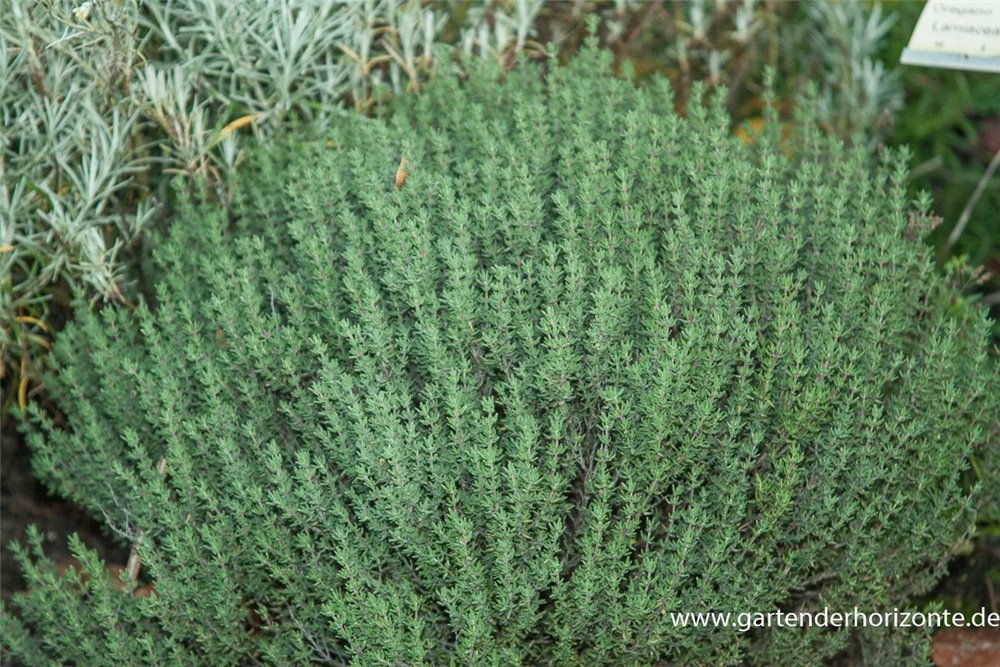 Gedrungener Garten-Thymian