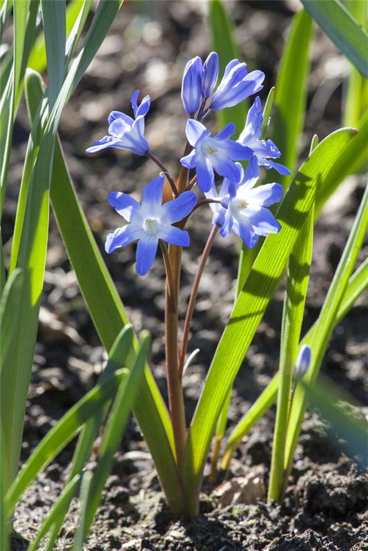 Sibirischer Blaustern  - 10 Blumenzwiebeln