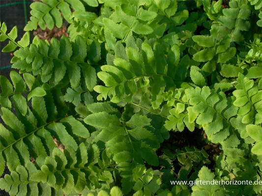 Polystichum acrostichoides