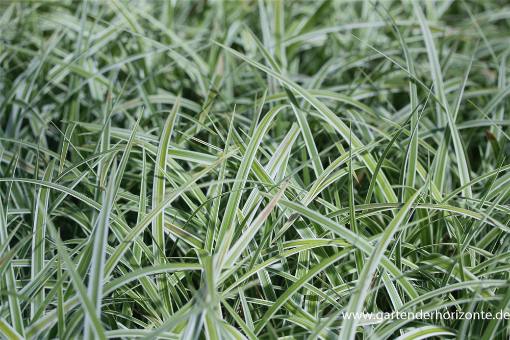 Carex morrowii 'Variegata'