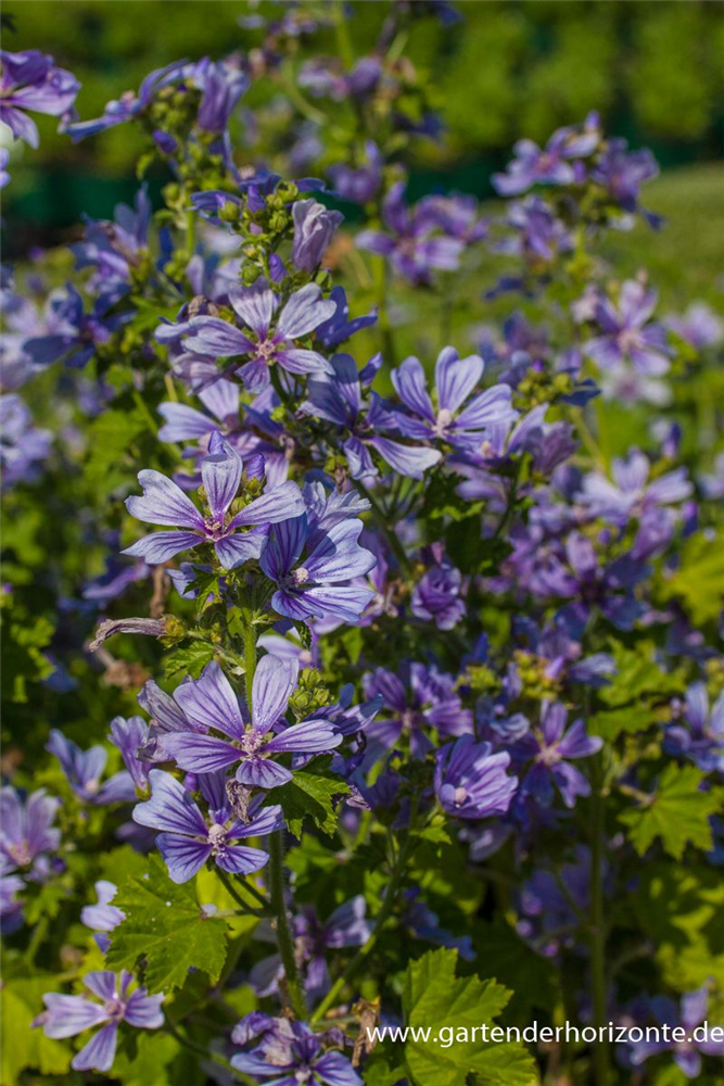Garten-Malve 'Marina'®