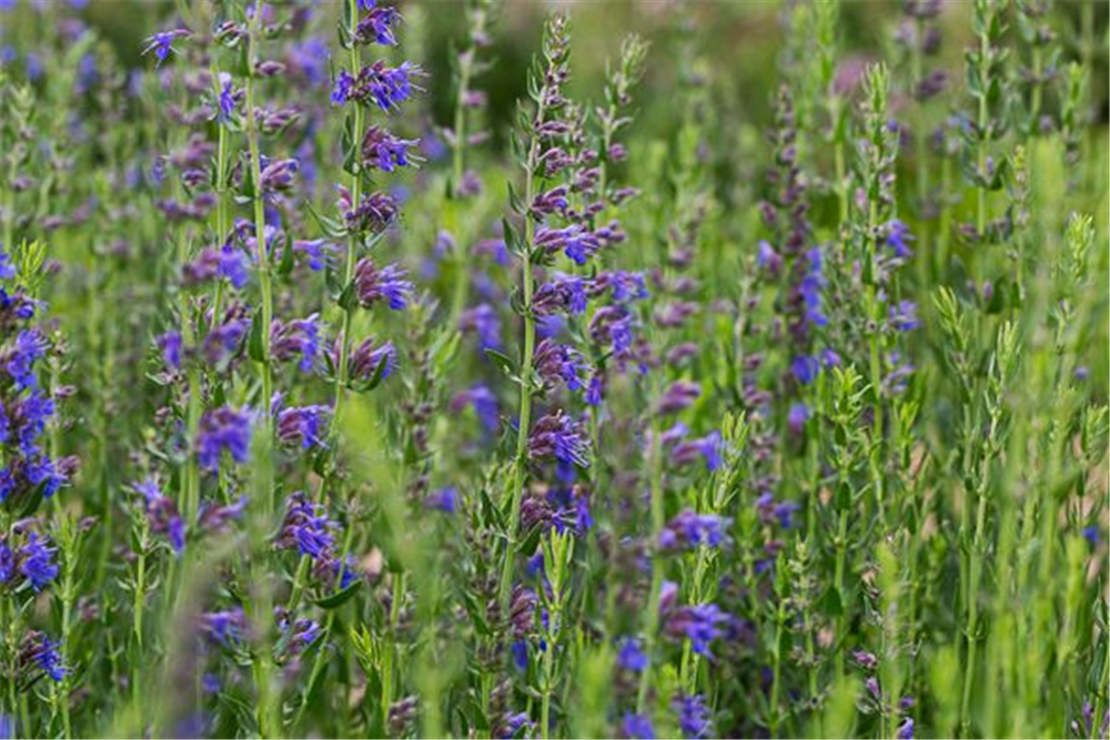 Hyssopus officinalis ssp.aristatus