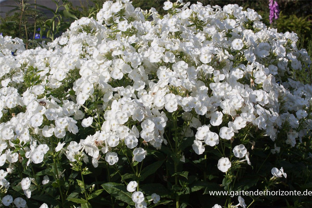 Hohe Garten-Flammenblume 'Danielle'