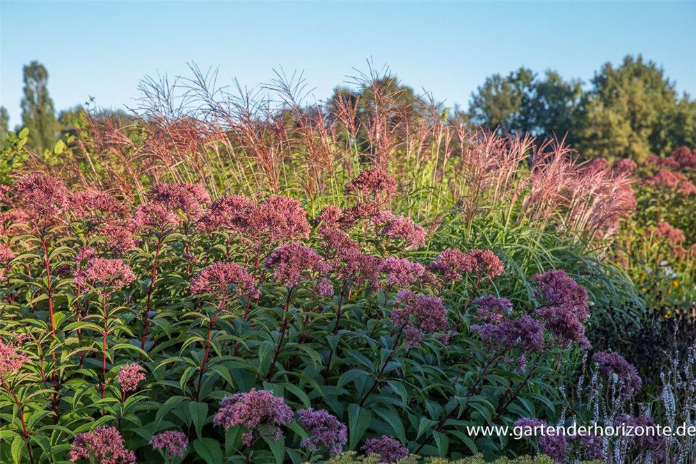 Großer Garten-Wasserdost 'Riesenschirm'