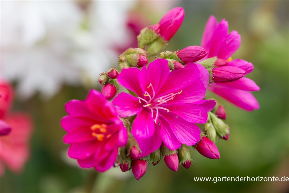 Garten-Bitterwurz 'Regenbogen'