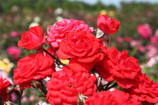 Zwergrose 'Zwergenfee 09'®