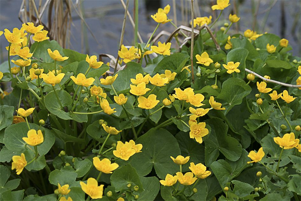 Caltha palustris