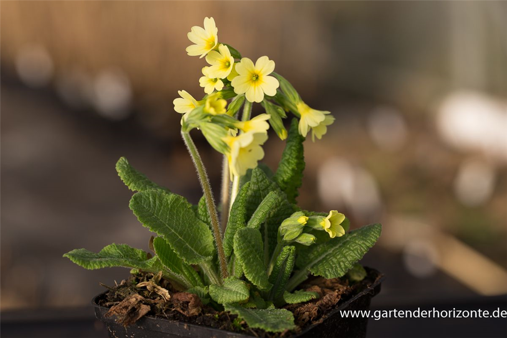 Hohe Schlüsselblume