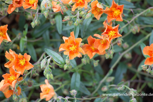 Garten-Sonnenröschen 'Bronzeteppich'