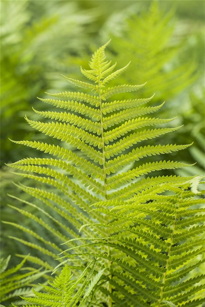 Polystichum aculeatum
