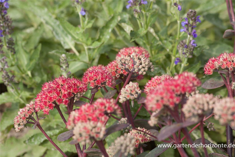 Großes Garten-Fettblatt 'Red Cauli'®