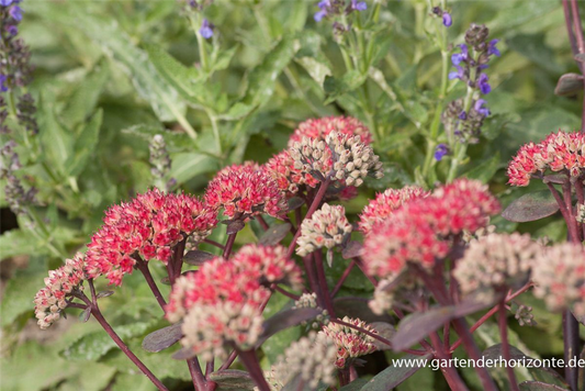 Großes Garten-Fettblatt 'Red Cauli'®