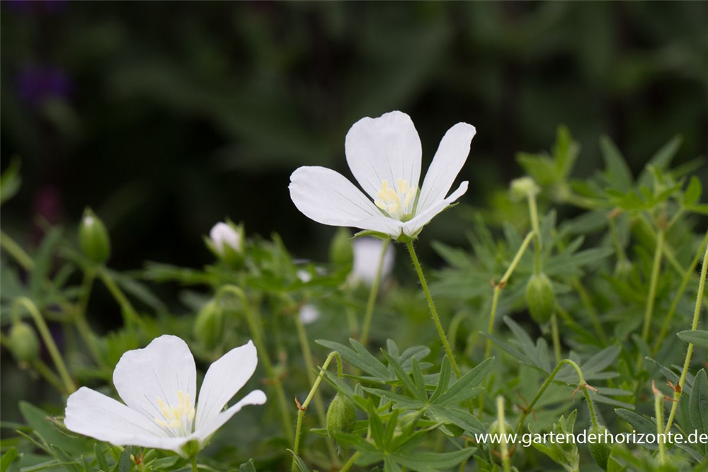 Garten-Schnee-Storchschnabel 'Album'