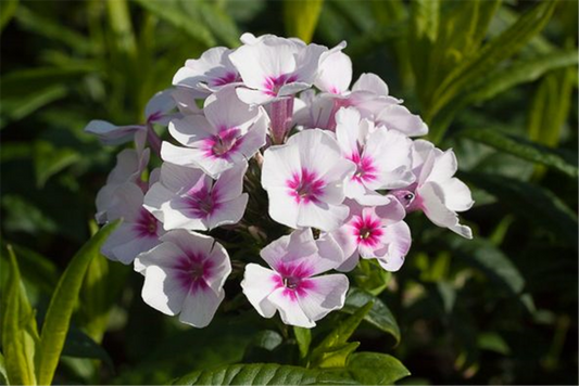 Hohe Garten-Flammenblume 'Swizzle'