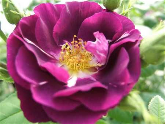 Beetrose 'Rhapsody in Blue'®