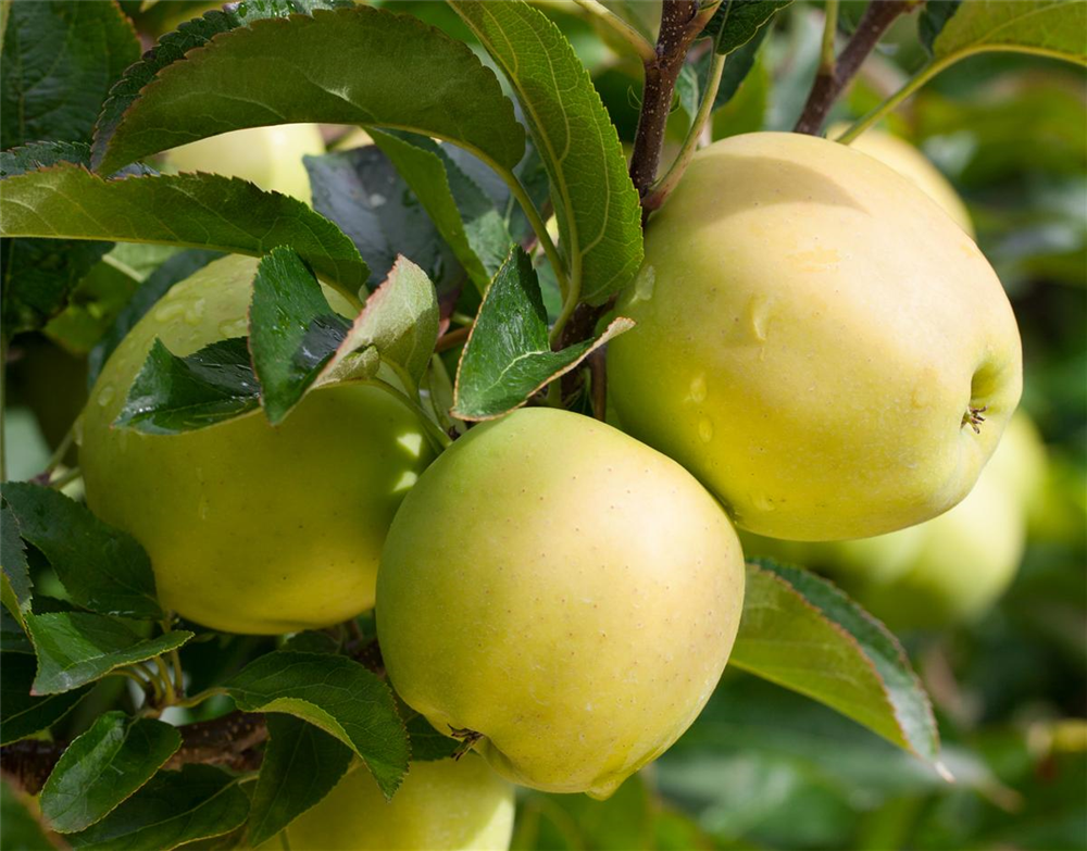 Apfel 'Golden Delicious'