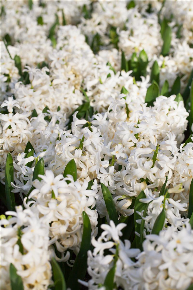 Hyazinthe 'White Pearl'