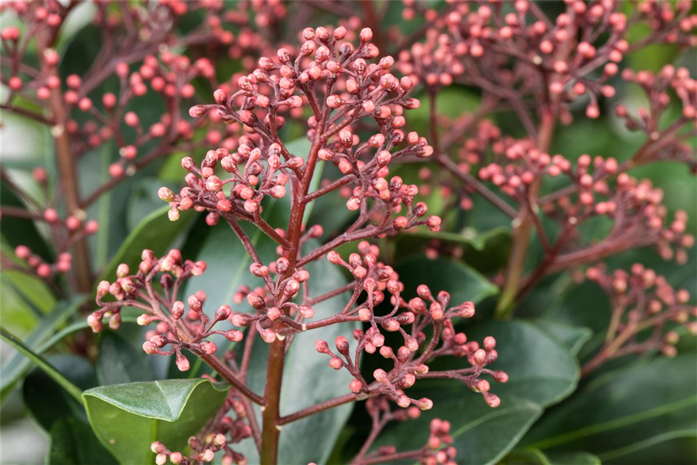 Japanische Blütenskimmie 'Rubella'