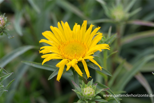 Inula ensifolia, gen.