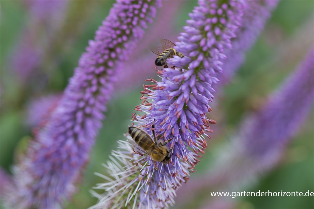 Garten-Kandelaberehrenpreis 'Fascination'