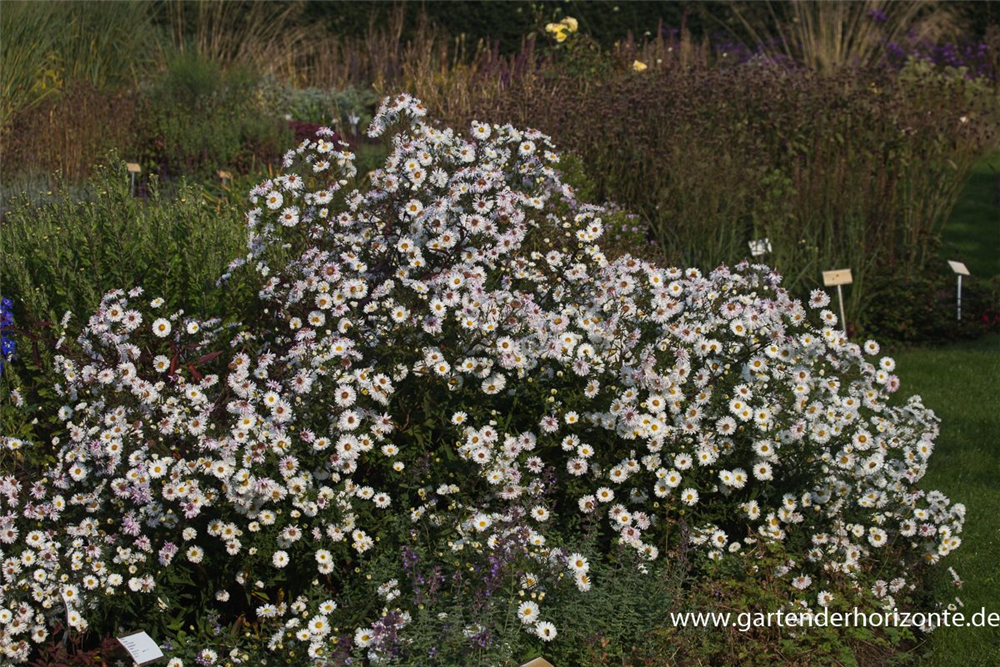 Garten-Glattblatt-Aster 'Schneekuppe'