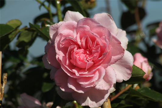 Strauchrose 'Alexandra - Princesse de Luxembourg'®
