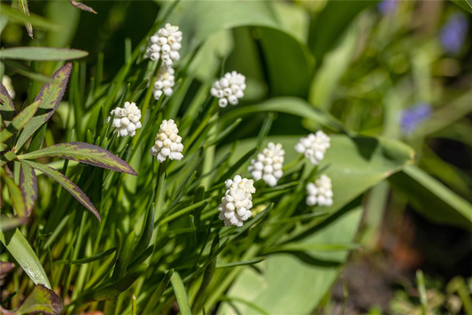 Traubenhyazinthe 'Album' - 10 Blumenzwiebeln