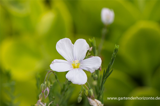 Garten-Lein 'Nanum Diamant'
