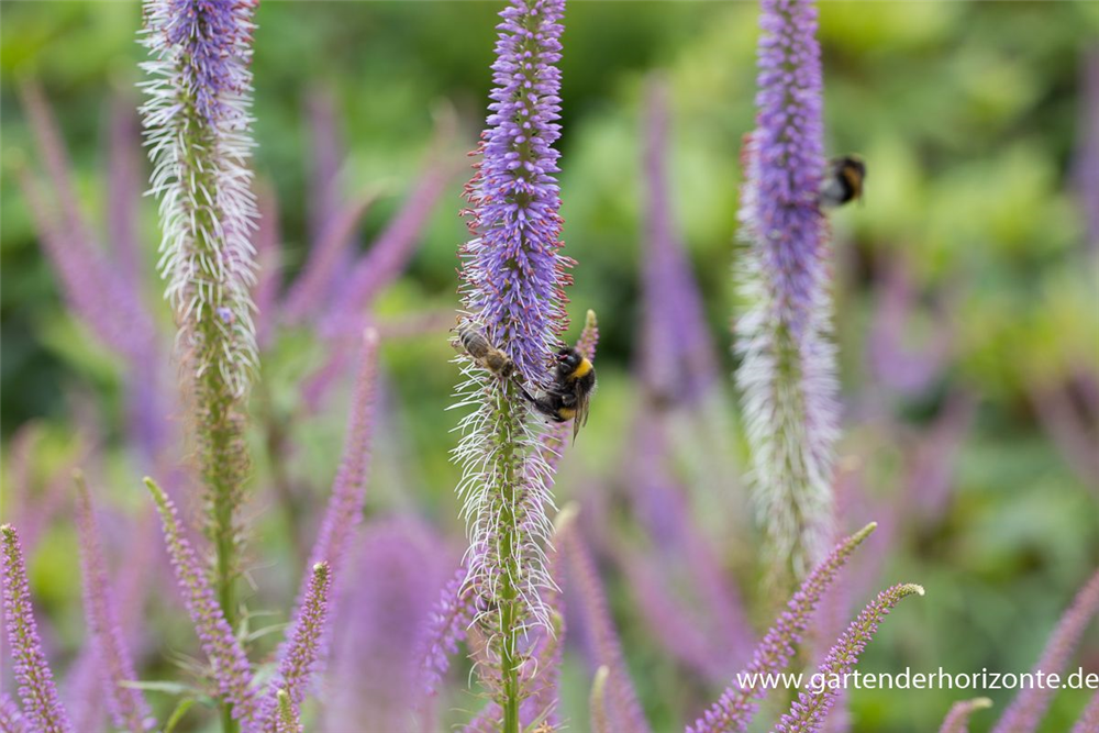Garten-Kandelaberehrenpreis 'Fascination'