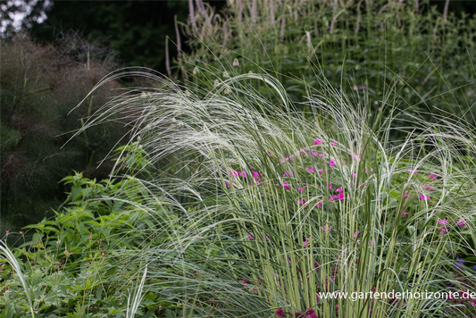 Pracht-Federgras