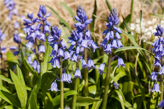 Spanisches Hasenglöckchen 'Blue Sky' - 10 Blumenzwiebeln
