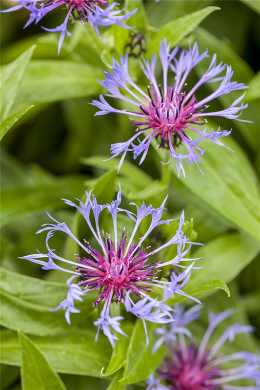 Centaurea montana