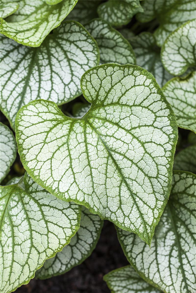 Brunnera macrophylla