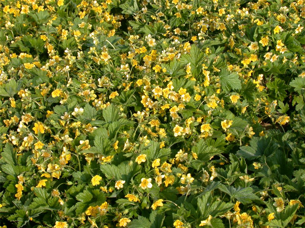 Nelkenwurzähnliche Waldsteinie