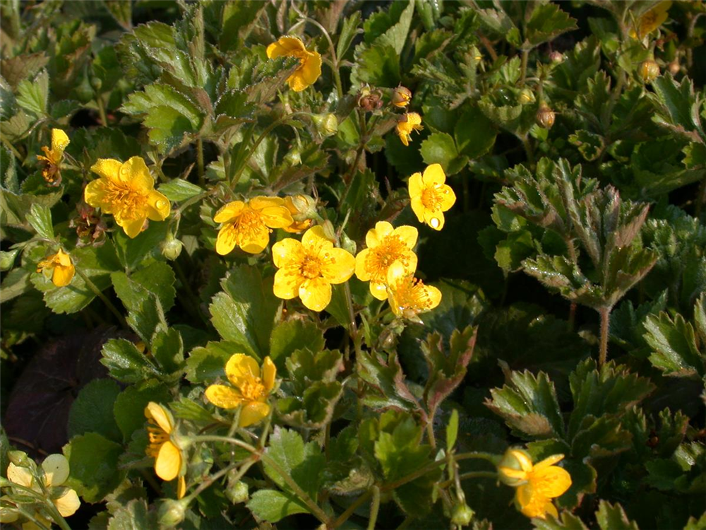 Nelkenwurzähnliche Waldsteinie