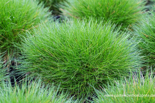 Bärenfell-Schwingel