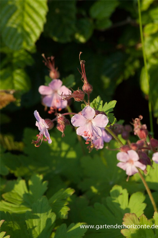 Geranium macrorrhizum 'Camce'