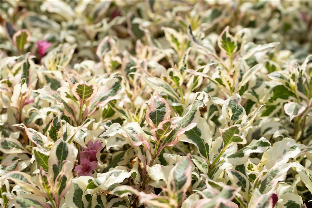 Weigela florida 'Monet'®