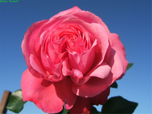 Kletterrose 'Rosanna'®