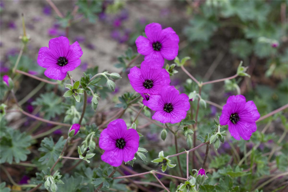 Geranium cinereum subcaulesc.'Giuseppii'
