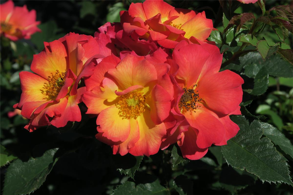 Rose 'Summer of Love'®