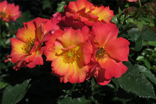 Rose 'Summer of Love'®