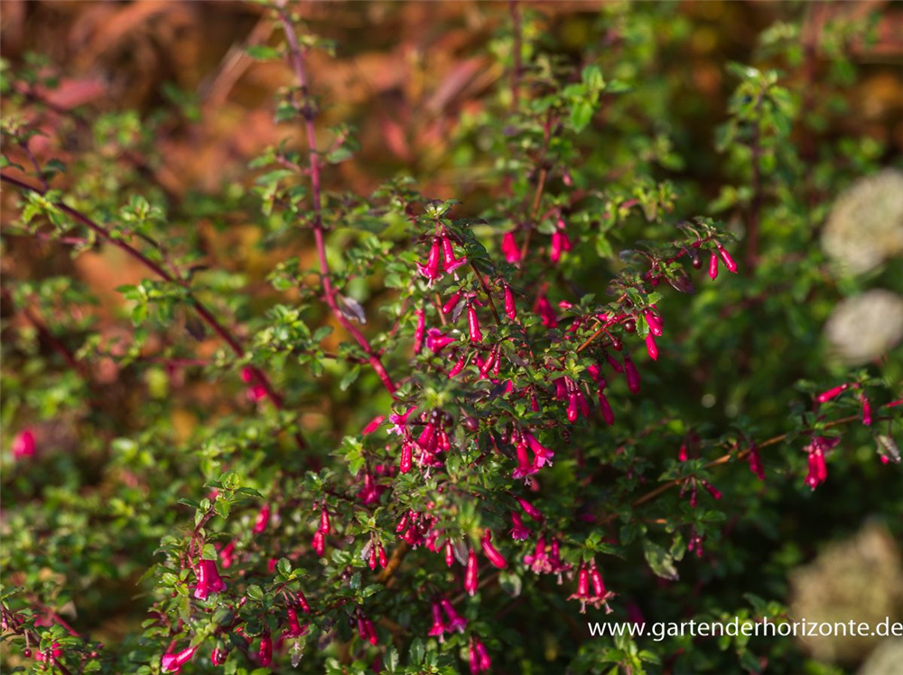 Kleinblättrig Fuchsie