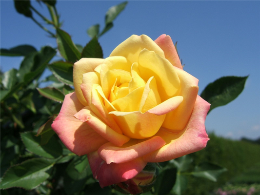 Zwergrose 'Little Sunset'®